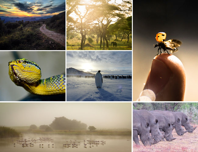 collage of nature photos
